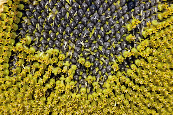 Насіння Соняшнику Крупним Планом Абстрактний Фон Текстури Природи — стокове фото
