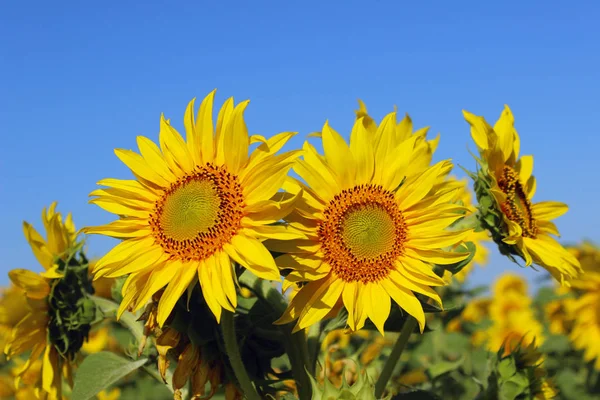 Abgeschnittene Aufnahme Einer Gelben Blume Vor Blauem Himmel Sonnenblume Über — Stockfoto