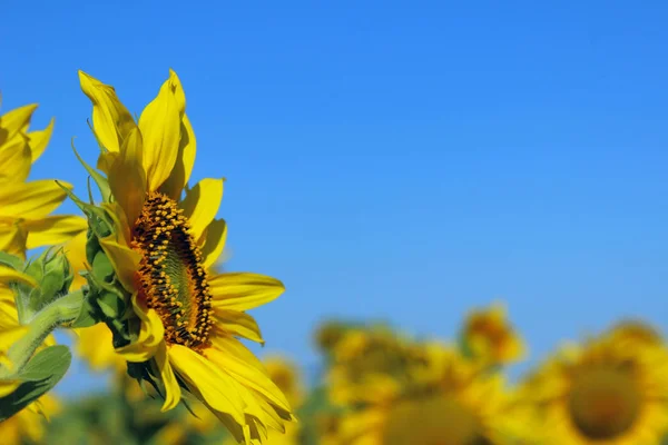 Abgeschnittene Aufnahme Einer Gelben Blume Vor Blauem Himmel Sonnenblume Über — Stockfoto