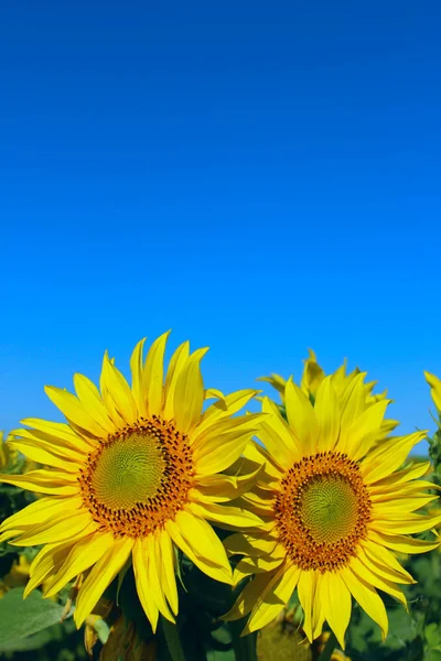 Abgeschnittene Aufnahme Einer Gelben Blume Vor Blauem Himmel Sonnenblume Über — Stockfoto