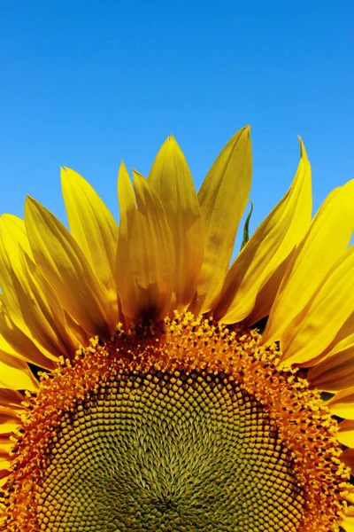 Abgeschnittene Aufnahme Einer Gelben Blume Vor Blauem Himmel Sonnenblume Über — Stockfoto