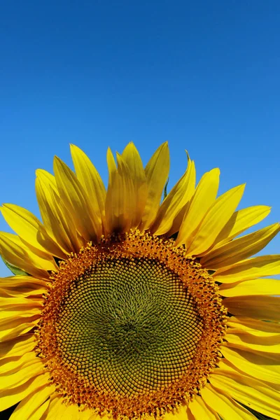 Abgeschnittene Aufnahme Einer Gelben Blume Vor Blauem Himmel Sonnenblume Über — Stockfoto