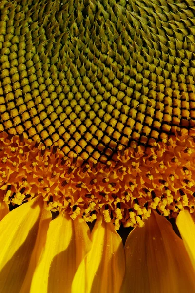 Abgeschnittener Schuss Sonnenblume Abgeschnittener Schuss Gelbe Blume Aus Nächster Nähe — Stockfoto