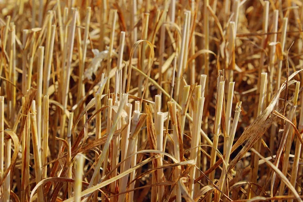 Verschwommenes Bild Von Gemähtem Weizen Auf Dem Feld Abstrakte Natur — Stockfoto