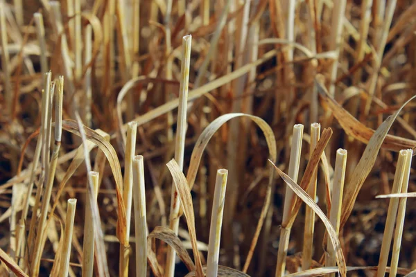 Verschwommenes Bild Von Gemähtem Weizen Auf Dem Feld Abstrakte Natur — Stockfoto
