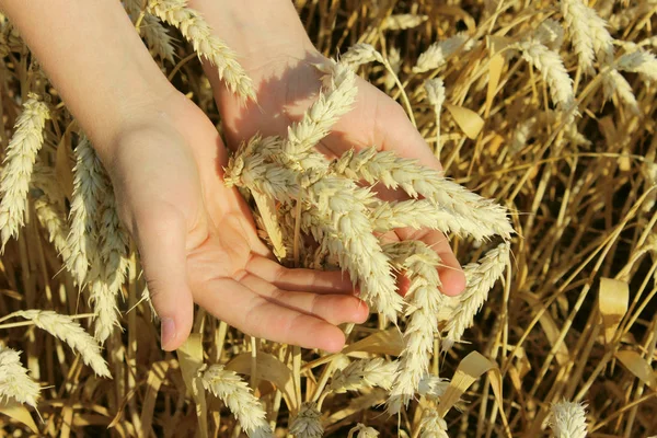 Wheat ears in children hands.Harvest concept. Abstract nature background.