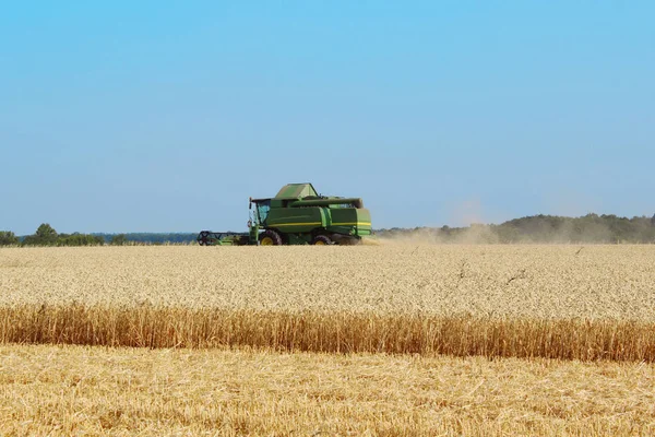 Hasat. Mavi gökyüzü arka plan üzerinde bir buğday alanında hasat işleri birleştirin. Hasat makinesi tarlada buğday hasat eder. Tarlada çalışan hasat makinesi . 