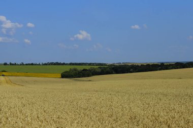 Güzel bir doğa geçmişi var. Buğday tarlası ve mavi gökyüzü arka planı. Muhteşem manzara..