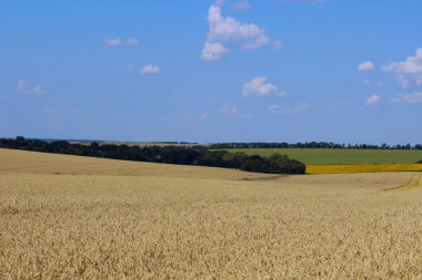Güzel bir doğa geçmişi var. Buğday tarlası ve mavi gökyüzü arka planı. Muhteşem manzara..