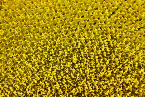 해바라기의 이미지 가까이 추상적 배경입니다 노란색 텍스처 — 스톡 사진