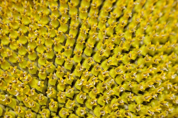 Blurred Image Sunflower Close Abstract Nature Background Yellow Texture Background — Stock Photo, Image