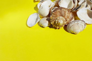 Sarı arka plan üzerinde deniz kabuğu kırpılmış çekim. Rahatla, seyahat konsepti. Deniz arka planı.
