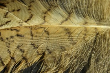 Bulanık Soyut Doğa Doku Arka Plan. Bulanık Görüntü Tüyler doku, Yakın Çekim. Kuş Tüyleri Renkli Desen.