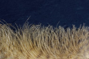 Siyah bir arka plan üzerinde kuş tüyü. Doğa, kuş kavramı. Soyut arka plan.