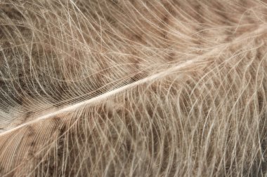 Kabarık tüybulanık görüntü. Soyut doğa arka planı. Baykuş tüyü kırpılmış çekim.