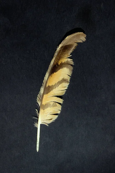 Bird`s feather on a black background.  Nature, birds concept. Abstract background.