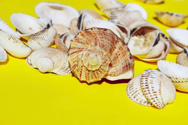 Cropped Shot Seashell Yellow Background Relax Travel Concept Marine Background — Stock Photo, Image