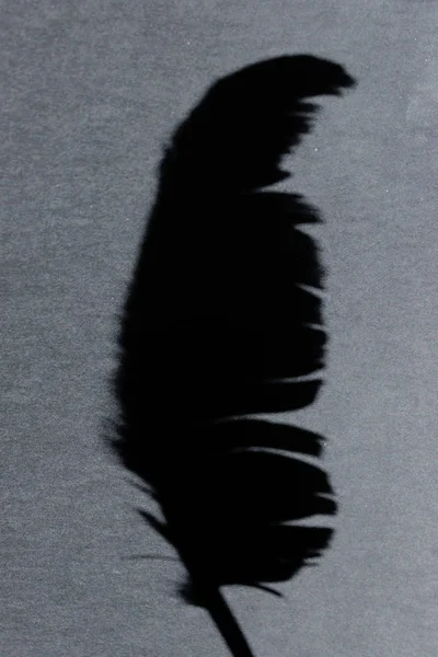 Blurred black shadow of feather over gray background. Abstract dark background. Dark background for Halloween.
