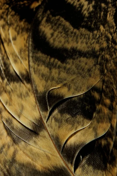 Verschwommene Abstrakte Natur Textur Hintergrund Verschwommenes Bild Von Federn Textur — Stockfoto