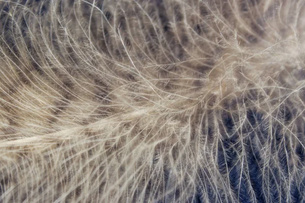 ふわふわの羽のぼやけたイメージ 抽象的な自然の背景 フクロウの羽のクロップドショット — ストック写真