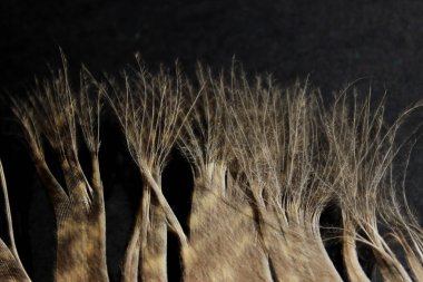 Kabarık tüybulanık görüntü. Soyut doğa arka planı. Baykuş tüyü kırpılmış bir çekim. Kabarık doku arka planı.