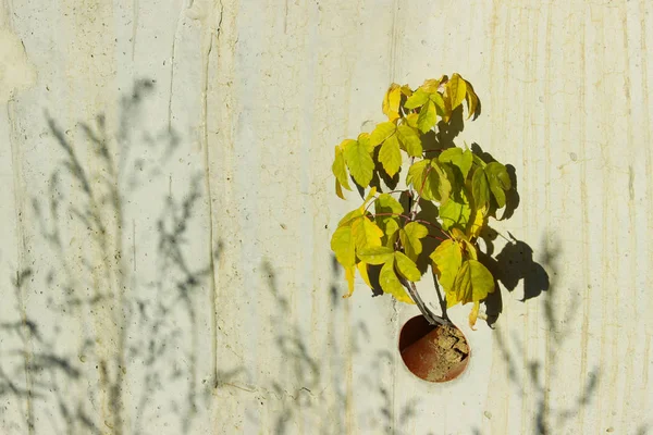 Tree Growing Wall Nature Life Concept Small Tree Yellow Leaves — Stock Photo, Image