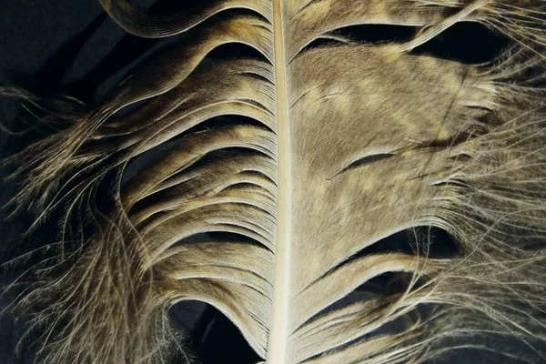 Verschwommenes Bild Von Flauschigen Federn Abstrakte Natur Hintergrund Abgeschnittener Schuss — Stockfoto