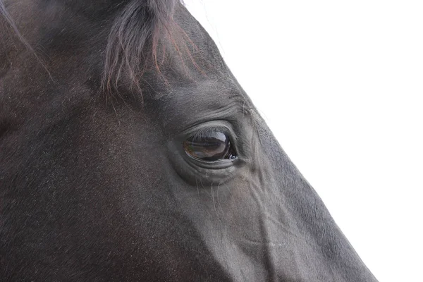 Geschnittenes Porträt Eines Schwarzen Pferdes Überbelichtetes Bild Nahaufnahme Auge Des — Stockfoto