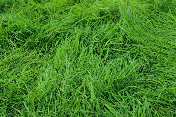 Розмите Зображення Фону Зеленої Трави Обрізаний Знімок Зеленого Лугу Абстрактний — стокове фото