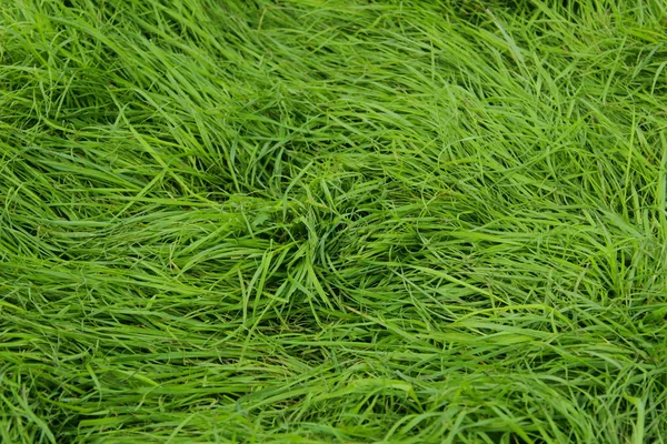 Verschwommenes Bild Von Grünem Gras Hintergrund Abgeschnittene Aufnahme Einer Grünen — Stockfoto