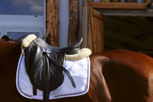 Animals, sport concept. Saddle on horse. Portrait close up of brown horse with english saddle, outdoor, cropped shot.