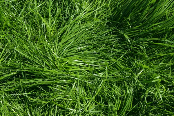 Розмите Зображення Фону Зеленої Трави Обрізаний Знімок Зеленого Лугу Абстрактний — стокове фото