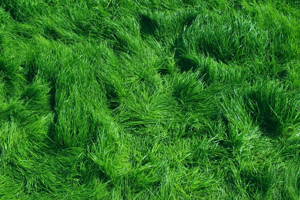 Imagem Turva Fundo Grama Verde Tiro Prado Verde Abstrato Natureza — Fotografia de Stock