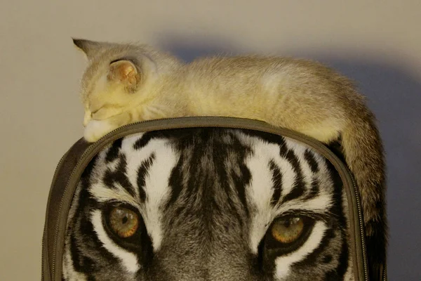 Liten Kattunge Sover Kudde Som Skildrar Tiger Nospartiet Djur Däggdjurs — Stockfoto