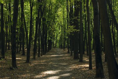 Ormandaki yol. Soyut doğa arka planı. Mevsimsel konsept.