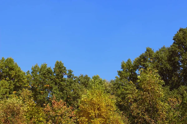 Haut Des Arbres Automne Beau Ciel Bleu Abstrait Fond Nature — Photo