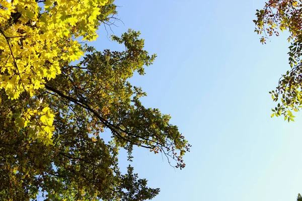 Tetejére Őszi Fák Gyönyörű Kék Eget Absztrakt Színes Természet Háttér — Stock Fotó