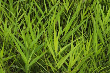 Güzel koyu yeşil çim bulanık görüntü. Yeşil alanın clopped atış. Koyu yeşil çim arka plan, bulanık, yakın. 