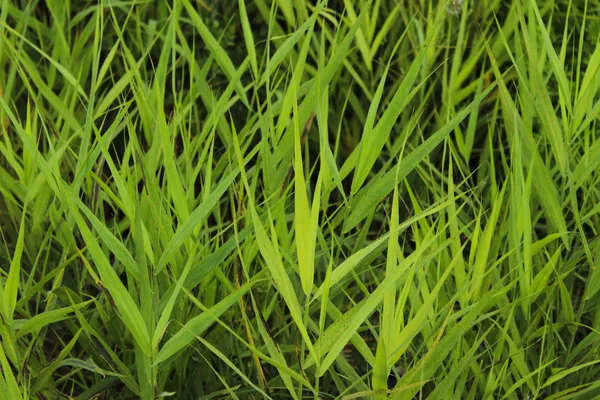 Verschwommenes Bild Von Schönem Dunkelgrünen Gras Geklauter Schuss Von Der — Stockfoto