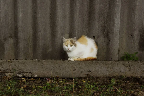 流浪猫户外 动物日 宠物概念 无家可归的动物猫躺在灰色栅栏附近 — 图库照片