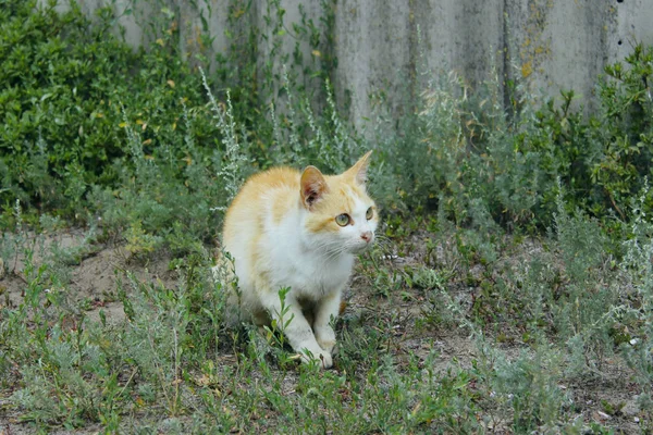 Leuke Smoking Kat Die Buiten Zit Zwart Witte Kat Buiten — Stockfoto