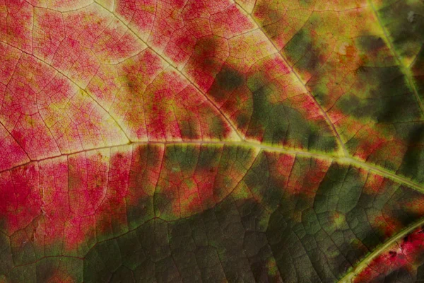 Niewyraźne Kolorowe Tło Niewyraźne Tekstury Natury Upadek Kolory Koncepcja Przyrodnicze — Zdjęcie stockowe