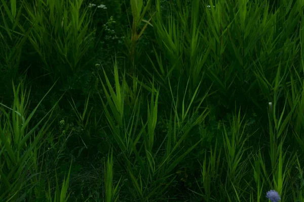 Blurred image of beautiful dark green grass. Clopped shot of green field. Dark green grass background, blurred, close up.