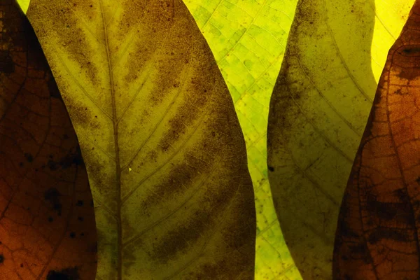 Verschwommener Natürlicher Hintergrund Abgeschnittene Aufnahme Von Herbstblättern Textur Verschwommene Aufnahme — Stockfoto
