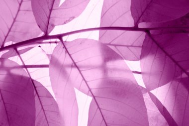 Bulanık renkli bir arka plan. Bulanık yaprak siluetleri, kırpılmış atış..