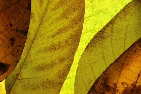 Verschwommener Natürlicher Hintergrund Abgeschnittene Aufnahme Eines Herbstblattes Bunte Blätter Textur — Stockfoto