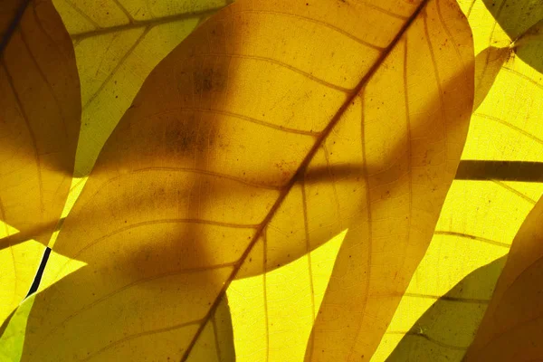 Zamazane Naturalne Tło Strzał Jesiennych Liści Kolorowe Liście Tekstury — Zdjęcie stockowe
