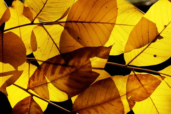 Fundo Natural Desfocado Tiro Cortado Umas Folhas Outono Textura Folhas — Fotografia de Stock