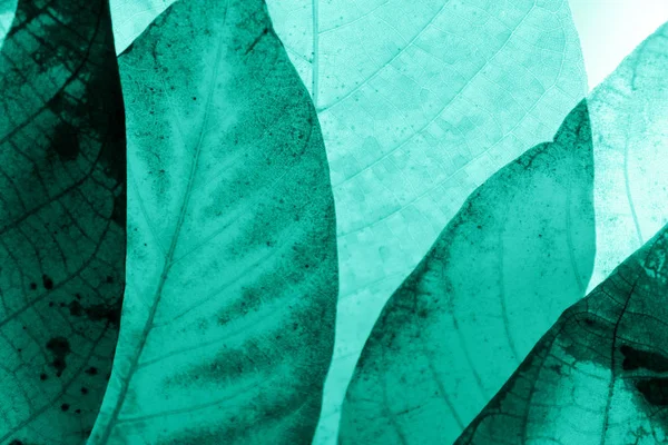 Verschwommene Bunte Natur Hintergrund Verschwommene Silhouetten Von Blättern Abgeschnittene Aufnahme — Stockfoto