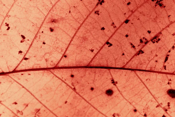 Suddig Färgstark Natur Bakgrund Suddiga Silhuetter Blad Beskärda Skott — Stockfoto